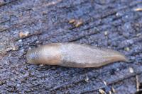Lehmannia marginata