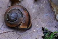 Cepaea nemoralis