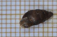 Merdigera obscura