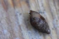 Merdigera obscura