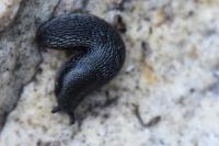 Arion hortensis