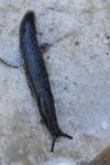 Arion hortensis