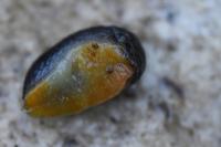 Arion hortensis