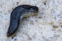 Arion hortensis