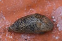 Deroceras reticulatum
