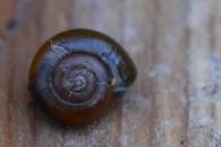 Aegopinella