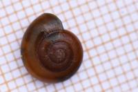 Aegopinella