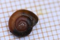 Aegopinella