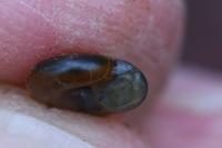 Aegopinella
