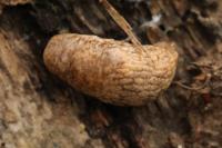 Deroceras reticulatum