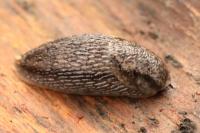Arion fasciatus