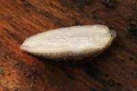 Arion fasciatus