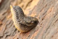 Arion hortensis