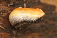 Arion hortensis