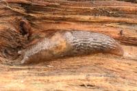 Deroceras reticulatum