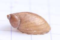 Succinea putris