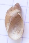 Succinea putris