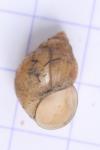 Bithynia tentaculata
