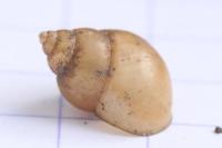 Bithynia tentaculata