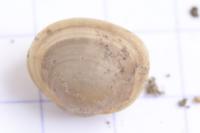 Sphaerium corneum
