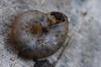 Aegopinella nitens