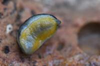 Arion hortensis