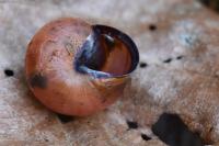 Cepaea nemoralis