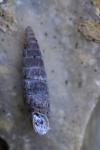 Clausilia bidentata