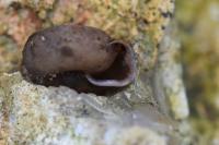 Helicodonta obvoluta
