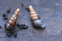 Cochlodina laminata
