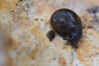 Semilimax pyrenaicus
