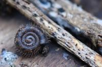Helicodonta obvoluta