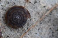 Gonyodiscus rotundatus