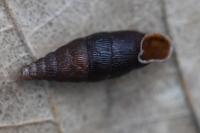Macrogastra rolphii