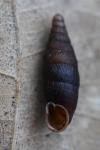 Macrogastra rolphii