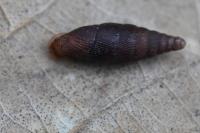 Macrogastra rolphii