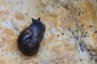 Semilimax pyrenaicus