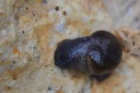 Semilimax pyrenaicus