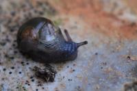 Semilimax pyrenaicus