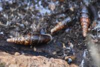 Cochlodina laminata
