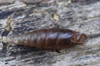 Cochlodina laminata