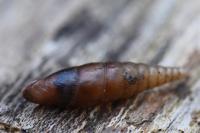 Cochlodina laminata