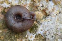 Helicodonta obvoluta