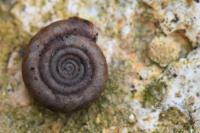 Helicodonta obvoluta