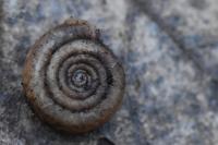 Helicodonta obvoluta