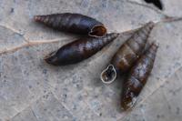 Macrogastra rolphii