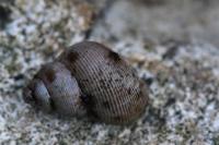 Pomatias elegans