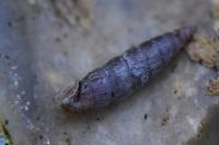 Clausilia bidentata