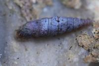 Clausilia bidentata