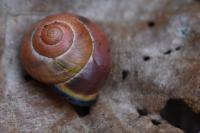 Cepaea nemoralis